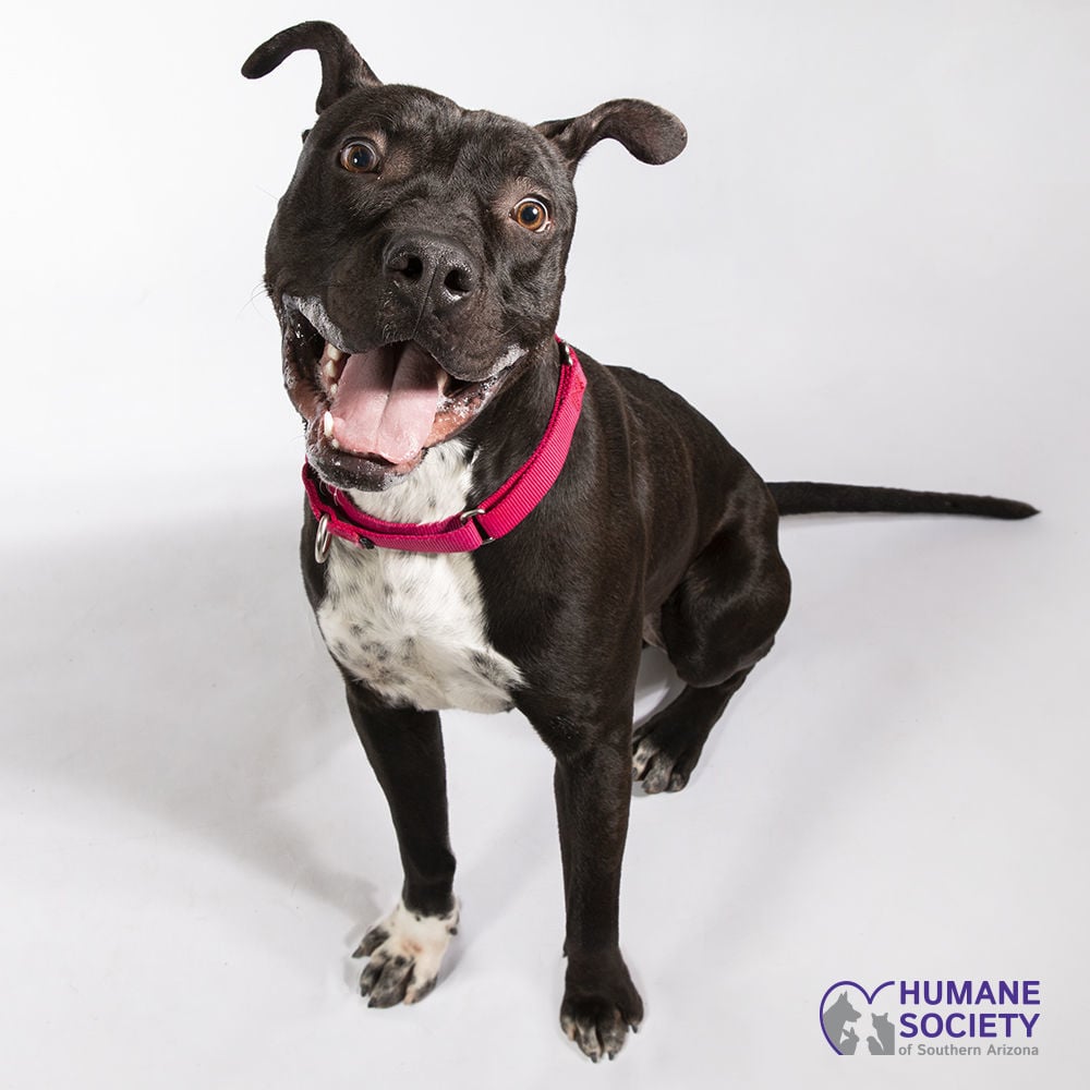 Adopt a friend: Nebulaus